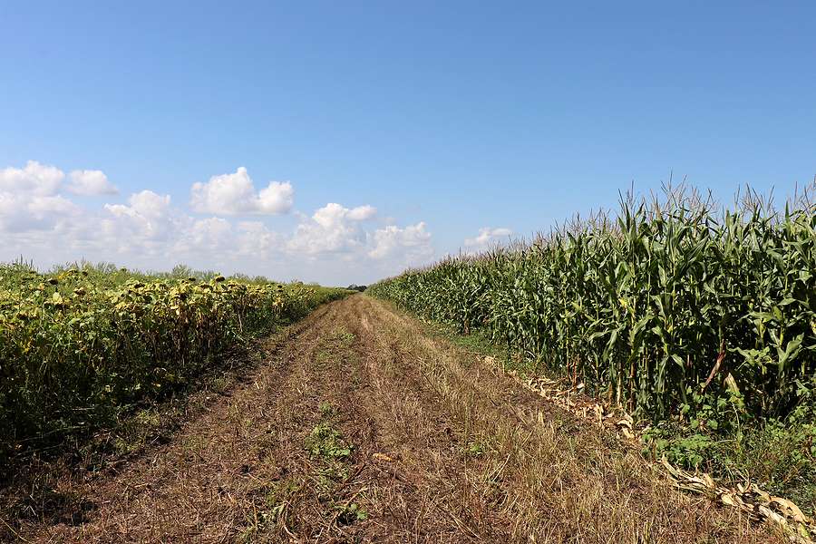 Biofuels sector urges year‑round E15 to cushion wartime oil price surge