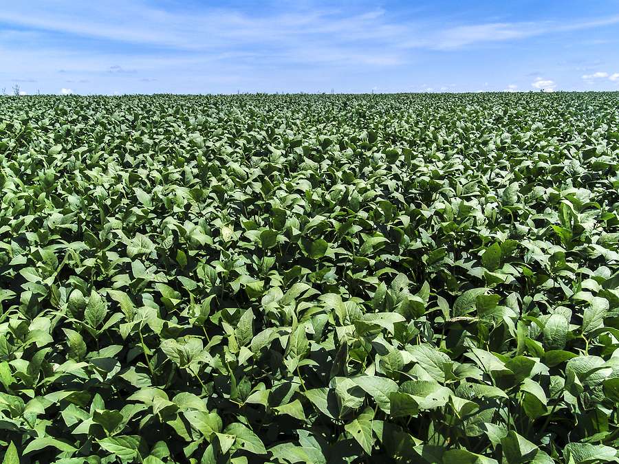 Brazilian city backs new biofuel as global energy uncertainty deepens