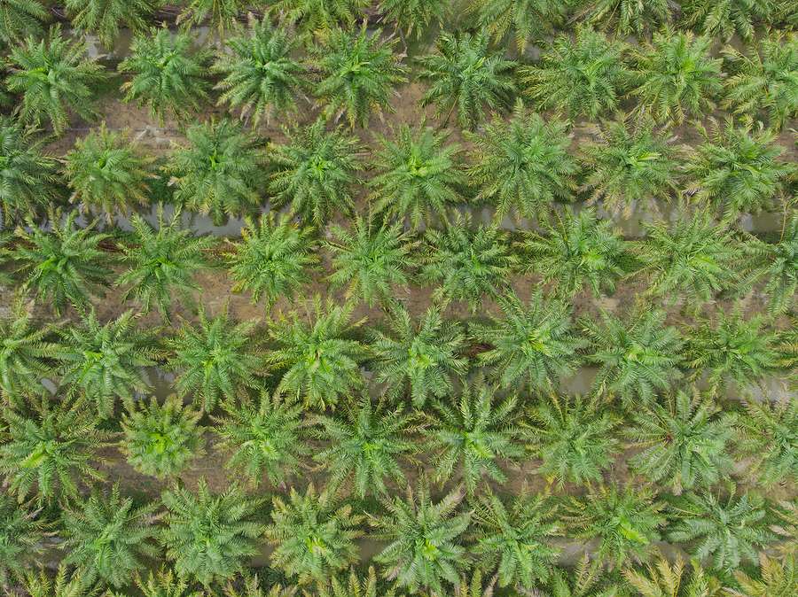Middle East conflict fuels biodiesel-driven palm oil demand