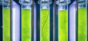 Driving innovation within the biofuels industry