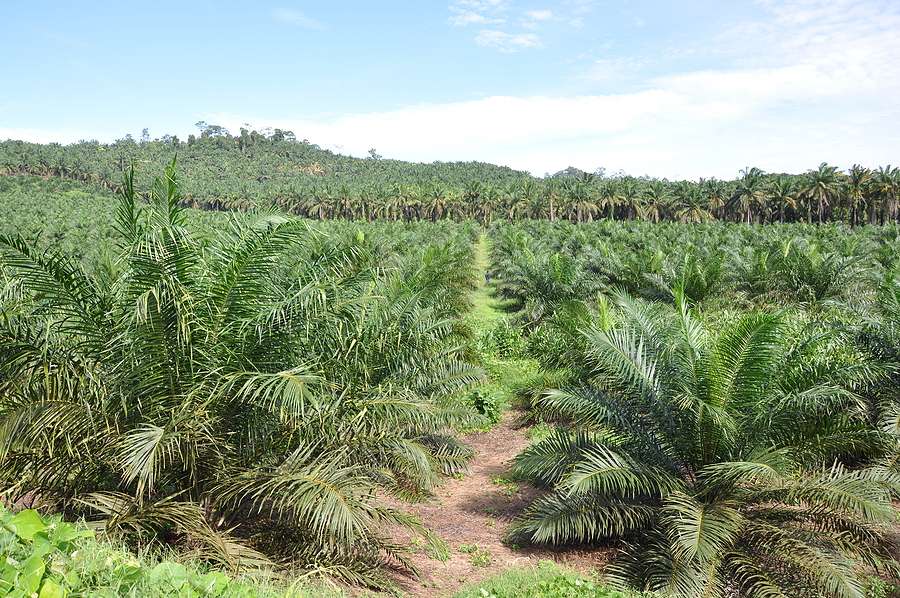 Malaysia outlines phased expansion of national B20 biodiesel rollout