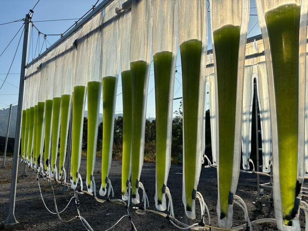 Taking flight with algae