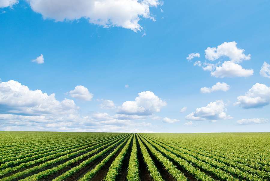 Global biofuel demand to grow by nearly 70% as food prices rise, T&E warns