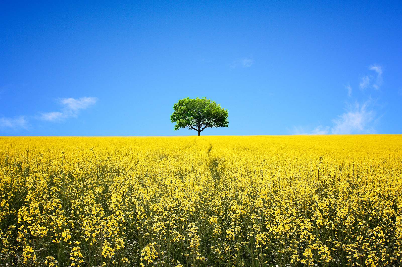 LDC boosts biofuel feedstock supply with major canola crushing expansion in Saskatchewan