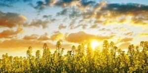 Reinvention in an era of high energy prices