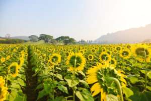 USDA expects sharp increase in sunflower seed production in 2026/27