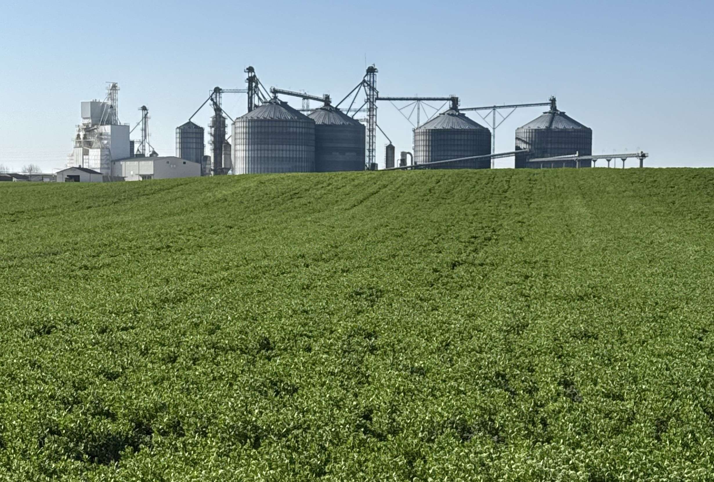 EPA approves renewable fuel pathways for CoverCress oil