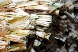 New Australian SAF project to use sugarcane residue