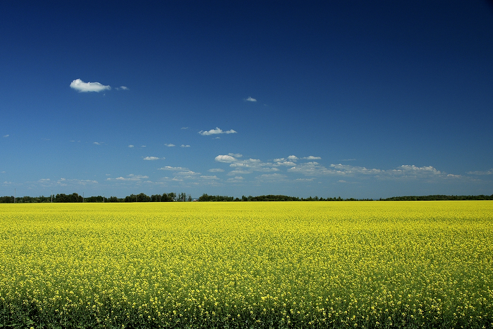 Bayer and Neste agree to jointly scale winter canola for biofuels production