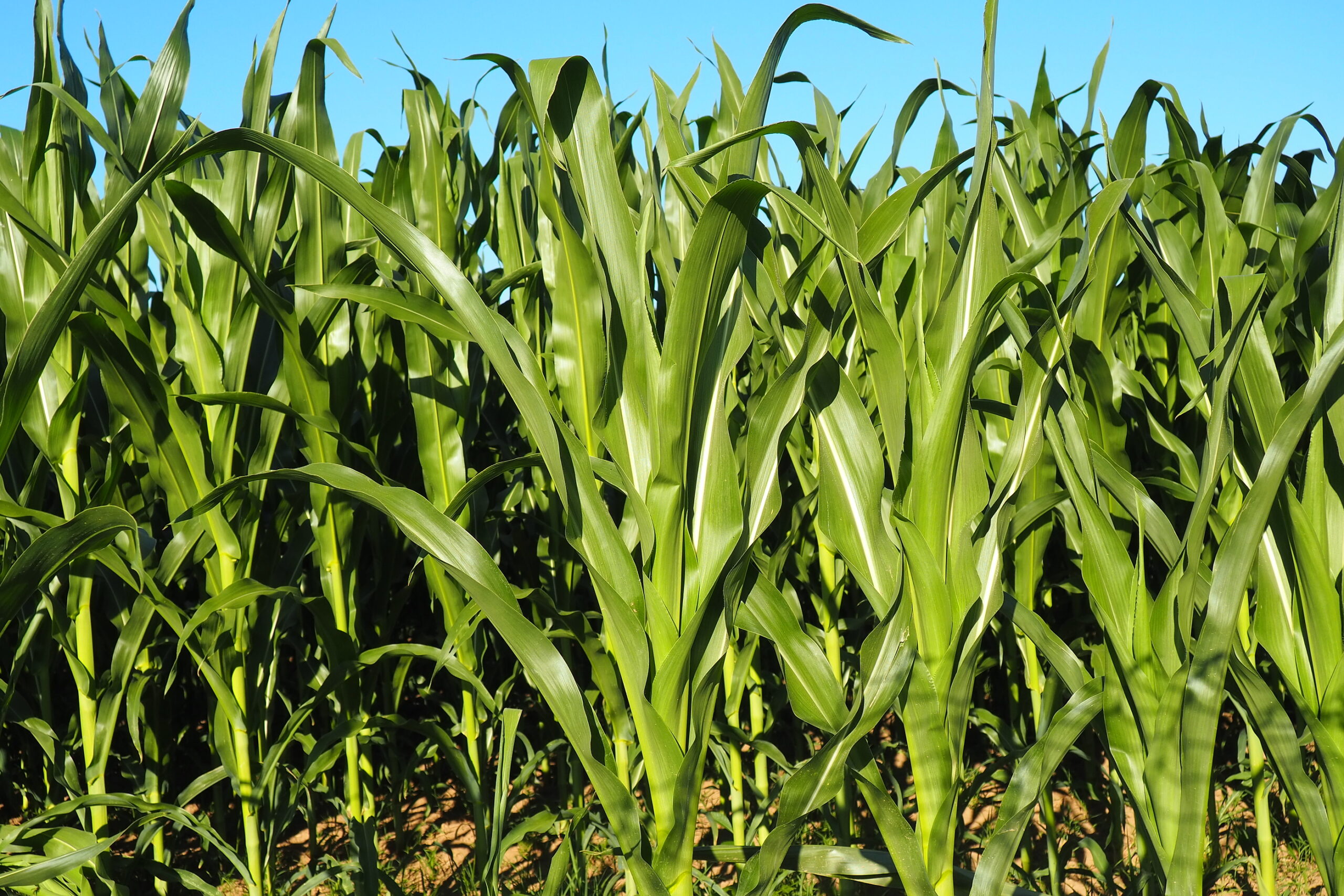 Future biofuel trends