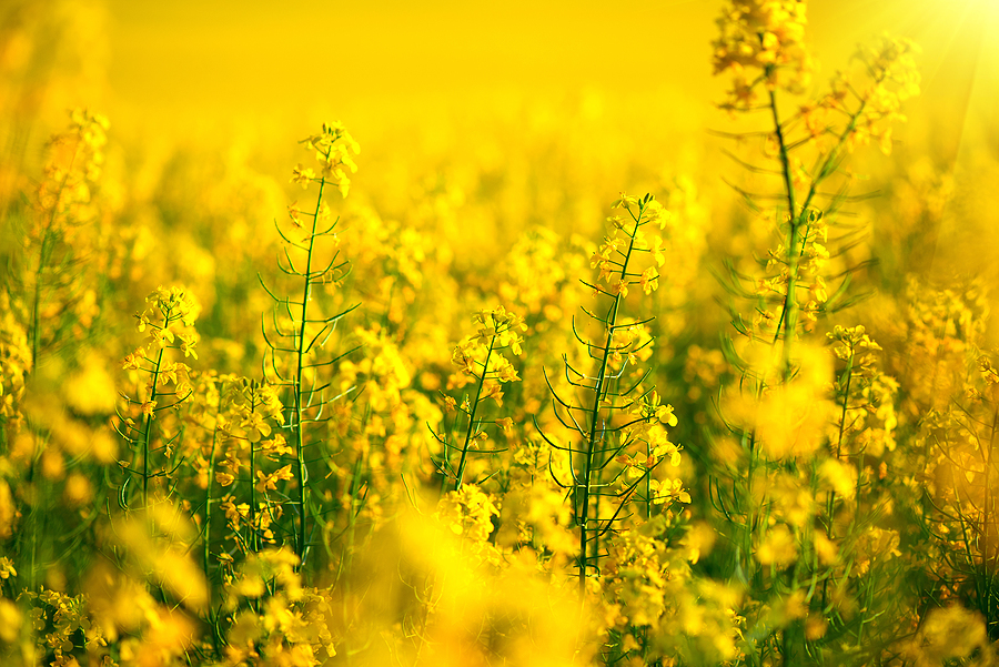 Rapeseed harvest 2026 remains behind expectations