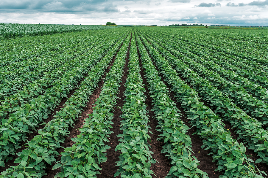 Strong US soybean crush and robust ethanol output keep corn demand elevated