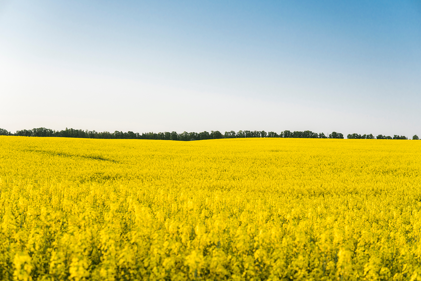 Decline in EU rapeseed imports despite smaller harvest